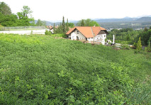 Grundstück Velden